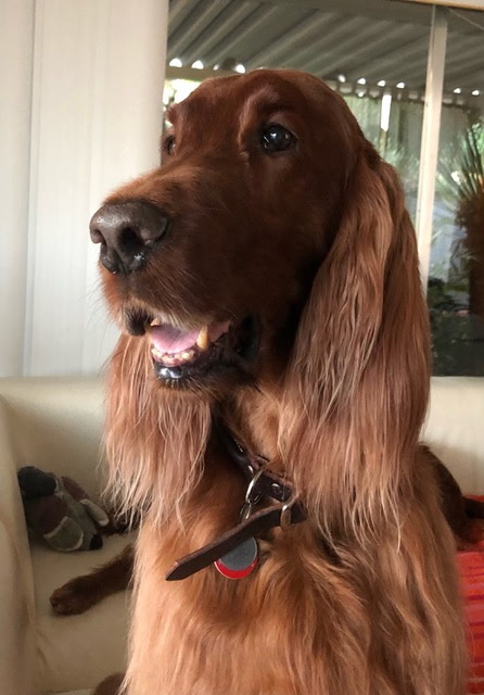 Noah portrait